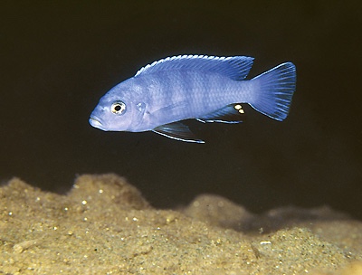 Pseudotropheus sp. 'kingsizei tumbi' Tumbi Point
